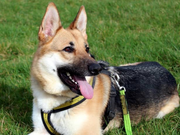 Beau is a stunning two-year-old girl who still acts like a big puppy. She loves her toys and enjoys learning new tricks for treats.