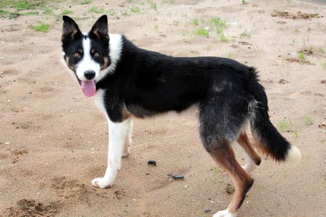 Skye is a beautiful, young collie who came from a farming background and previously lived outside so has no experience in a home environment. He is a very smart boy who would benefit from further training