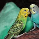 All pet bird owners and poultry keepers have been advised of the new rules. (File picture)