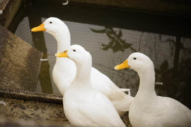 Ducks (file picture).