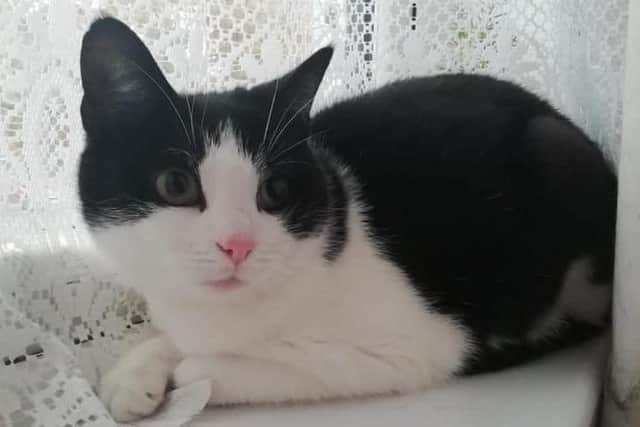 Plum is a very sweet young cat who is constantly over looked due to her shy nature. Plum is spayed, chipped, fully vaccinated and litter trained.