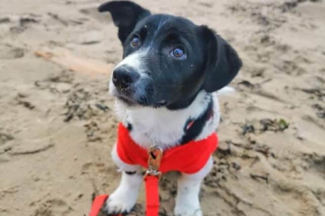 Leo is a four month old Collie cross terrier. He needs a hope with another settled dog and a home dedicated to his training.
