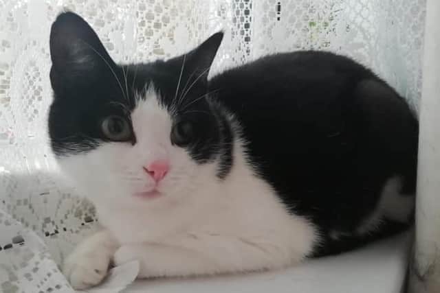 Plum needs a quiet home with patient and understanding owners.   Plum is spayed, chipped, fully vaccinated and litter trained.