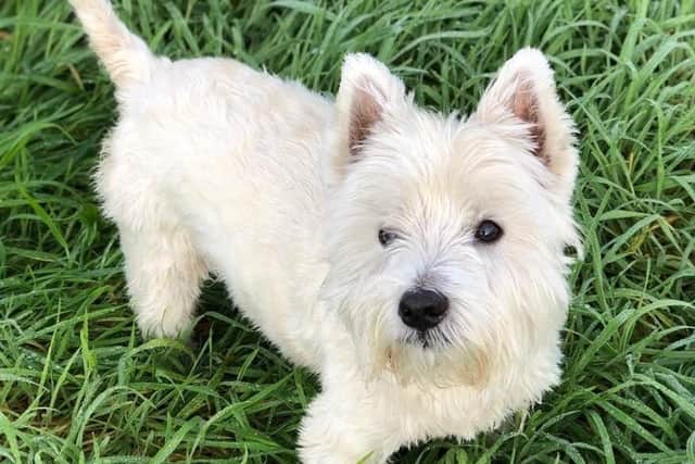 5 year old Westie named Alfie is available for adoption.
