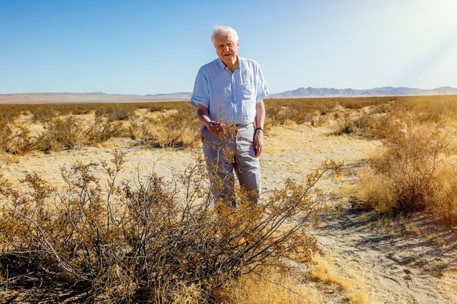 Sir David Attenborough standing within a Creosote Bush, Larrea tridentata
