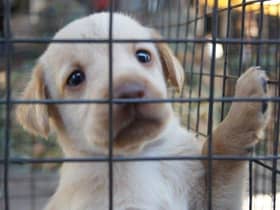 Pup. (File picture)