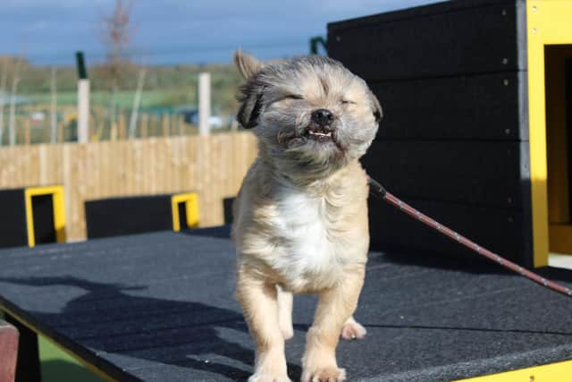 Dogs Trust wants to help dogs weather out the storm.