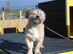 Dogs Trust wants to help dogs weather out the storm.
