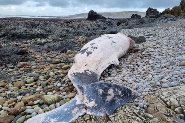 The whale washed ashore at Malin Head. Picture Ali Farren/Ardmalin Caravan Park Facebook