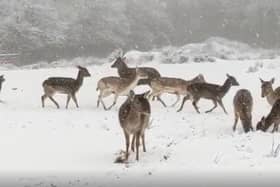 Deer Park. (Video courtesy of HillFarm House DeerPark)