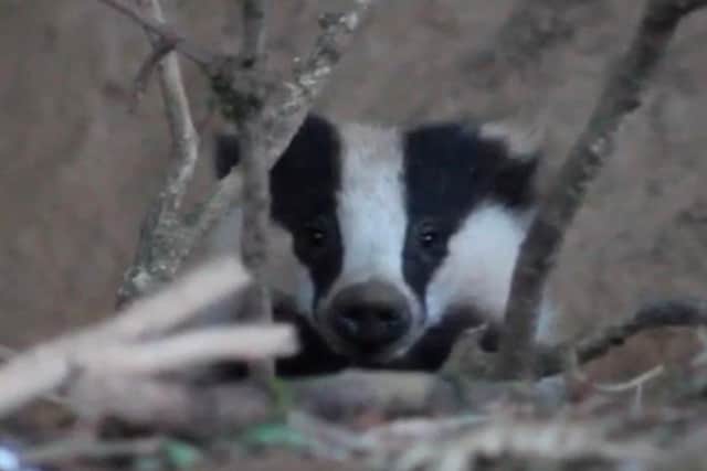 A badger was trapped between Ardmore and Bond's Glen.