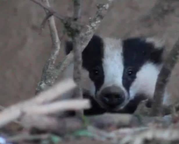 A badger was trapped between Ardmore and Bond's Glen.