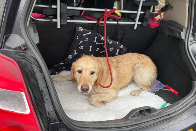 The relieved Labrador was found in an overgrown garden and brought to Drumahoe vets.