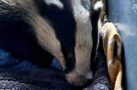 Blossom the Badger was caught in a snare on the outskirts of Derry city. It is thought she was in the snare for a number of days. Blossom is now being nursed back to health by Niamh McManus of Foyle Wildlife Rescue.