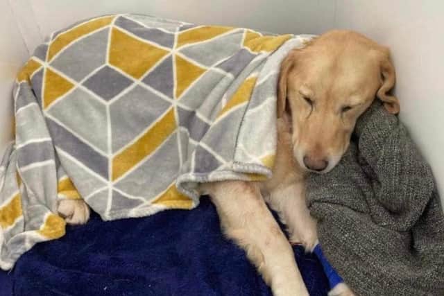The dog who was attacked by a pack of hunting dogs on Tuesday morning is recovering in Drumahoe Vets. Picture by Pet FBI