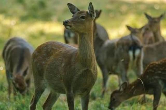 The PSNI have received reports of deer poaching outside Derry.