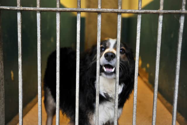 This Collie dog is available for adoption and can be viewed by appointment.