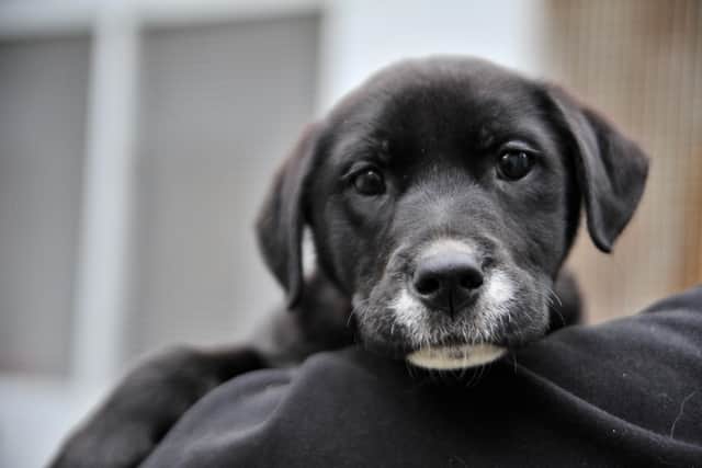 Izzy is thought to be a Labrador Collie cross and she is only a few months old. She is currently being fostered and will be available for adoption soon.