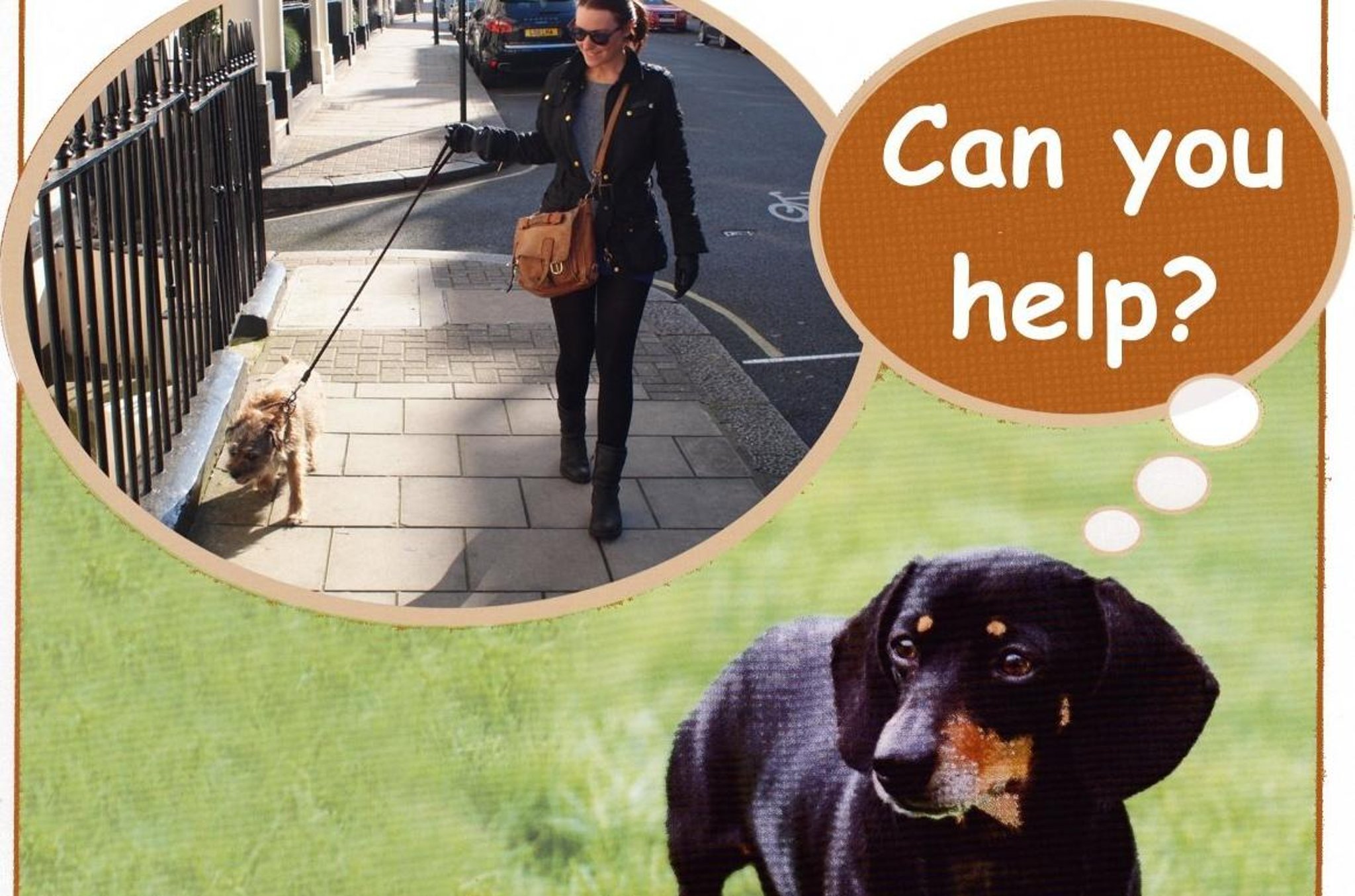 Derry dog walkers needed to help elderly person care for their pet