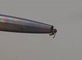 An insect entering an aircraft pitot probe.