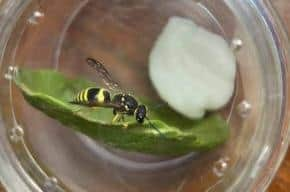 A live insect collected from one of the aircraft.