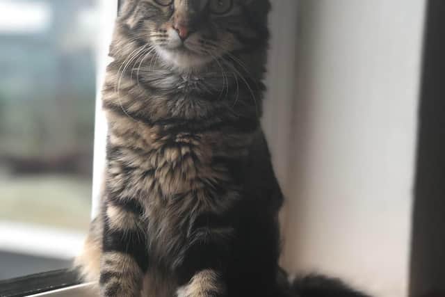 Six month old Daisy loves pets, playtime and dreamies.