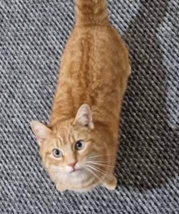 Seven year old Harvey gets on well with other cats, cat friendly dogs and is also great with children.