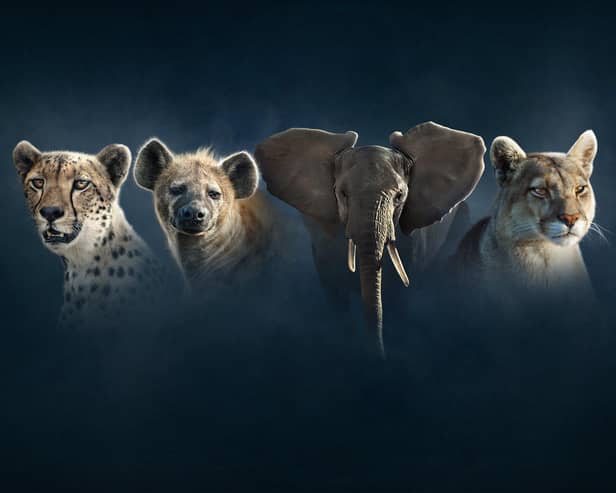 Cheetah, hyena, elephant and puma