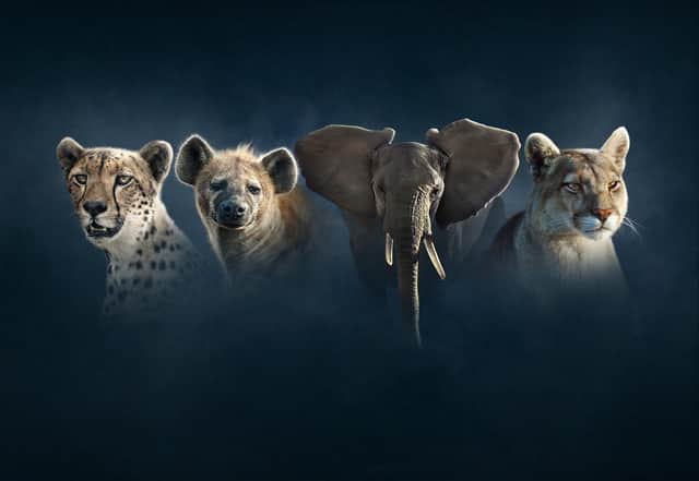 Cheetah, hyena, elephant and puma