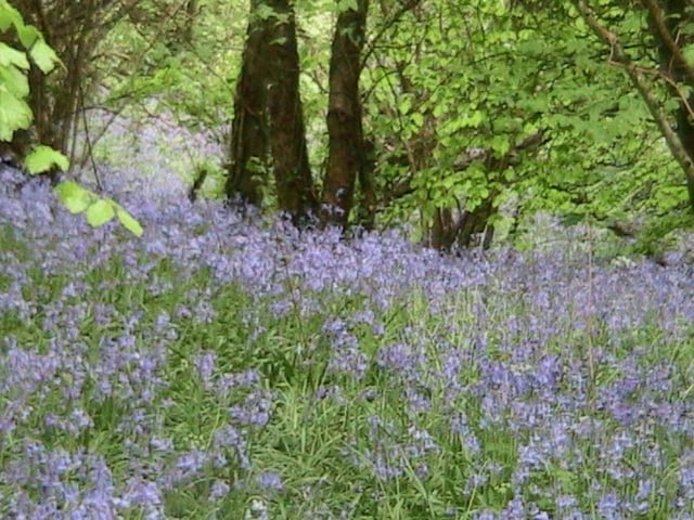 Prehen Woods is a beautiful spot on the outskirts of the city with stunning views of the River Foyle. Park the car and take a walk through the woods or around the football pitches and take it all in.