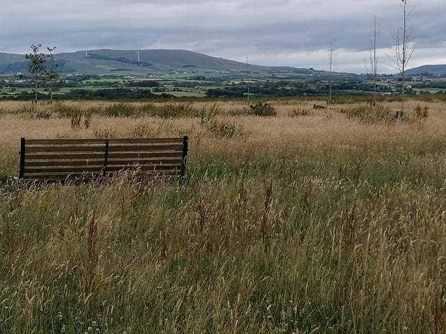 Culmore Country Park on the Coney Road. The park is made up of woodland, grassland and shoreline habitats which are important areas for biodiversity with wading birds feeding on the mudflats. There are grassy areas and benches, perfect to sit for a sandwich.