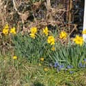 Spring daffodils along a country lane, Carndonagh, County Donegal.