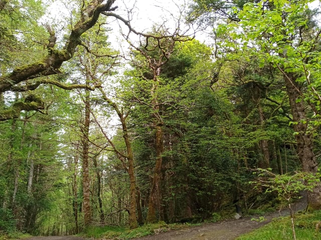 Ards Forest Park, County Donegal.