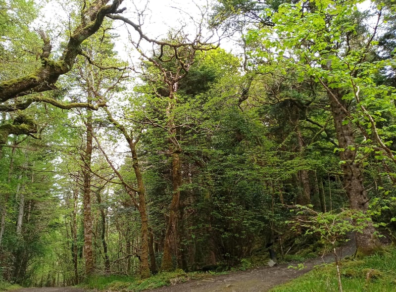 Ards Forest Park, County Donegal.