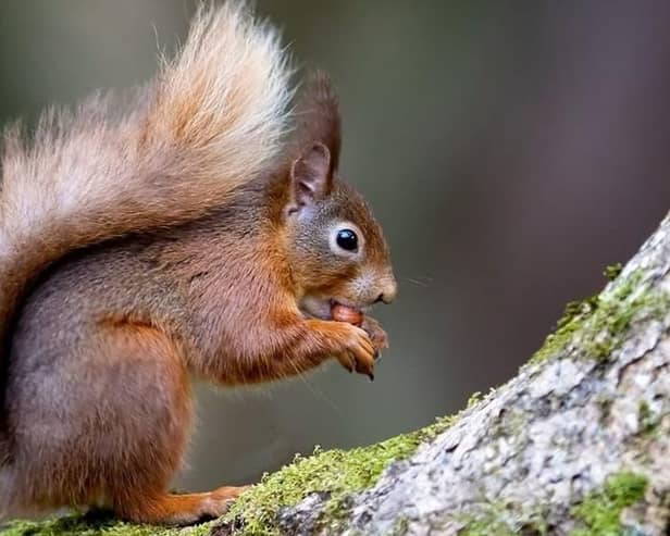 Red Squirrel by Karl O'Toole