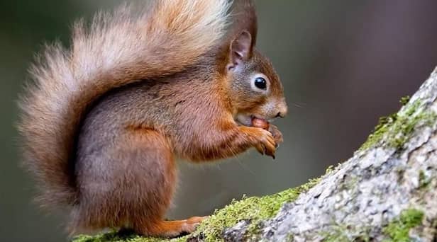 Red Squirrel by Karl O'Toole
