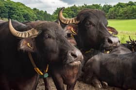 Image: The Buffalo Farm/Facebook