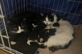 St Columb's Animal Rescue & Rehoming are urging people to get their cats spays and neutered ahead of kitten season.