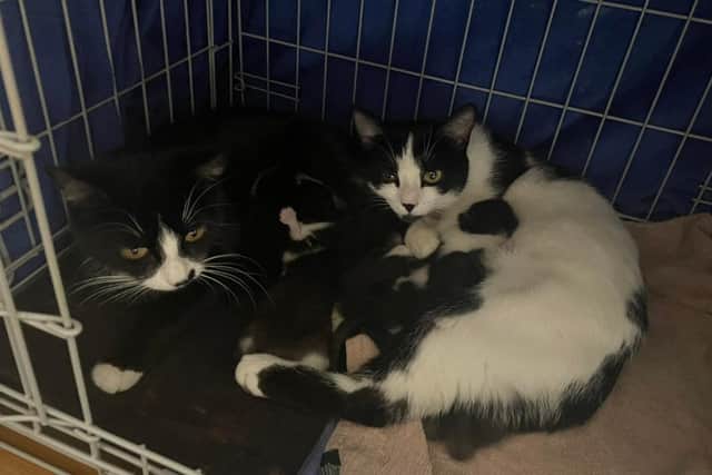 St Columb's Animal Rescue & Rehoming are urging people to get their cats spays and neutered ahead of kitten season.