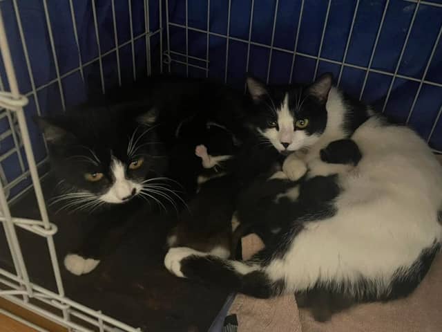 St Columb's Animal Rescue & Rehoming are urging people to get their cats spays and neutered ahead of kitten season.