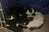 St Columb's Animal Rescue & Rehoming are urging people to get their cats spays and neutered ahead of kitten season.