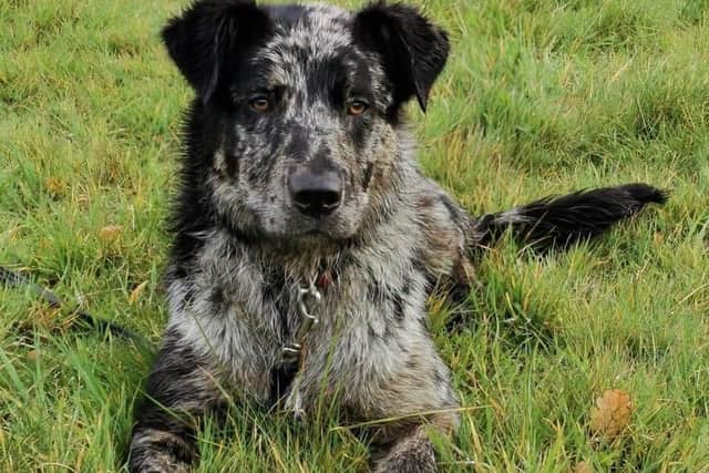 Seven month old Collie Rex is looking for a home.