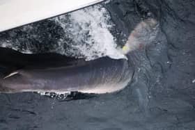 Danu is released safely back into Irish waters. Her movements in the coming months promise to better inform scientists about the ecology and behaviour of porbeagle sharks.