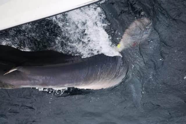 Danu is released safely back into Irish waters. Her movements in the coming months promise to better inform scientists about the ecology and behaviour of porbeagle sharks.