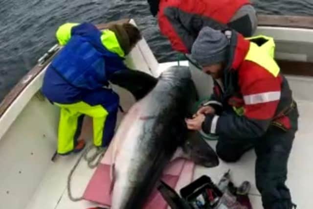 The scientists collected vital biological data from the shark before releasing her safely.