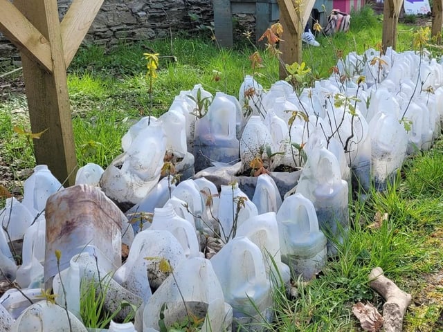 Some of the seedlings planted in St Columb's Park Walled Garden reusing milk bottles.