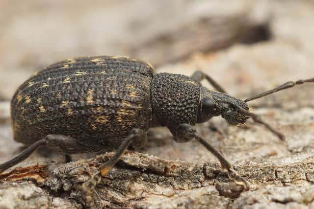 Closeup on the Black vine weevil, Otiorhynchus sulcatus sitting on a piece of wood