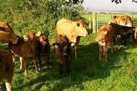 Seven cattle were stolen in Strabane