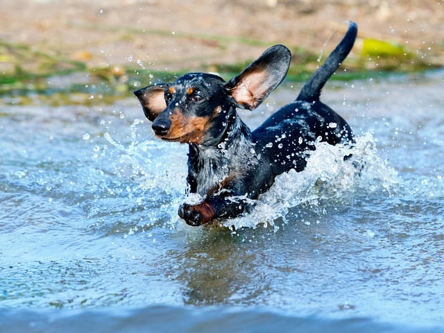 Don’t assume that all dogs can swim You might think canines are natural-born swimmers, but that isn’t always the case. Some dogs can’t swim because of the way they’re physically built - they don’t have the ability to swim effectively and this poses a threat of drowning and exhaustion. Much of a dog’s ability to swim will depend on its body shape. Brachycephalic breeds, like boxers, bulldogs and Boston terriers have short airwaves, which increase the risk of inhaling water, making them more prone to drowning. Other factors that can influence a dog's ability to swim include a large, heavy chest, short legs and a short muzzle. If your pooch isn’t one of the strongest swimmers, you’ll need to take extra precautions when heading down to the beach,  river or lake.
