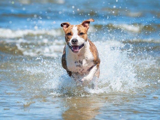 Don’t let your pup drink the water When our furry friends are thirsty, they will drink almost anything - and this includes sea, river, pool and lake water. Saltwater from the sea, consumed in small quantities, is usually not harmful and may only cause diarrhoea, but drinking larger amounts can disrupt the fluid balance in your dog’s body, and high levels of salt can be fatal for your dog. Lakes, ponds and rivers are often contaminated with organisms that can be extremely harmful to your pet. In mild cases, it can cause diarrhoea, but in severe cases, it can be fatal. It’s essential when swimming to bring a dog bowl and fresh water for your pup to drink.